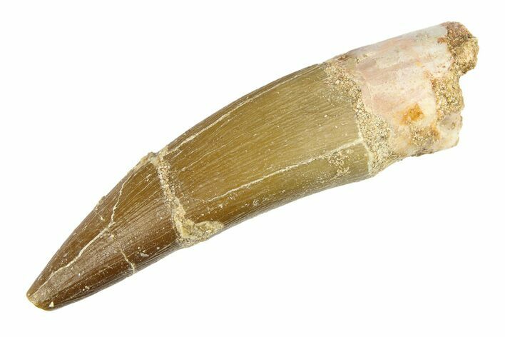 Bargain, Fossil Plesiosaur (Zarafasaura) Tooth - Morocco #297893